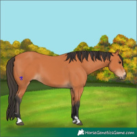 Horse Color:Bay 