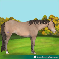 Horse Color:Amber Champagne 