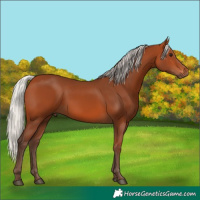 Horse Color:Silver Bay 