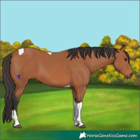 Horse Color:Bay Tobiano 