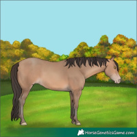 Horse Color:Amber Champagne
