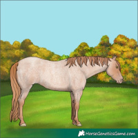 Horse Color:Gold Champagne Roan