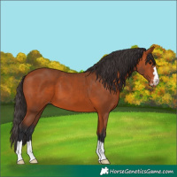 Horse Color:Bay Appaloosa 