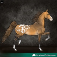 Horse Color:Buckskin Appaloosa and Buckskin Splash Appaloosa
