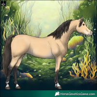 Horse Color:Buckskin 