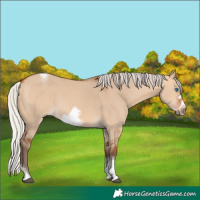 Horse Color:Silver Bay Dun Sabino Tobiano Frame Rabicano 