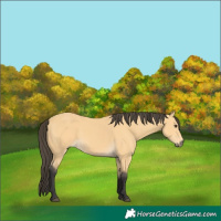 Horse Color:Buckskin 