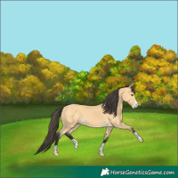 Horse Color:Buckskin 