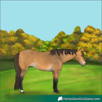 Horse Color:Buckskin 
