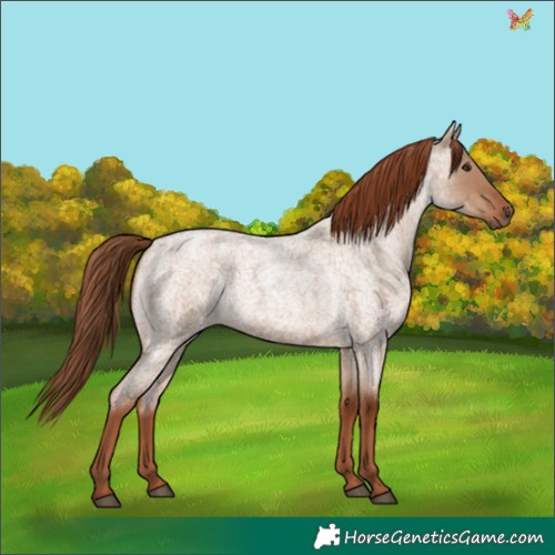 Horse Color:Red Dun Roan