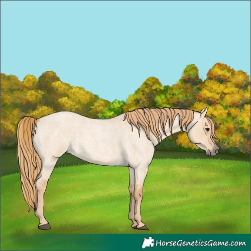 Horse Color:Red Dun Roan