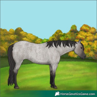 Horse Color:Smoky Grullo Roan 