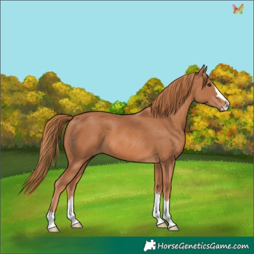 Horse Color:Chestnut 