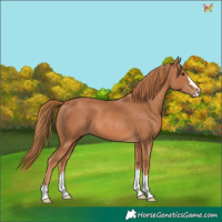 Horse Color:Chestnut 