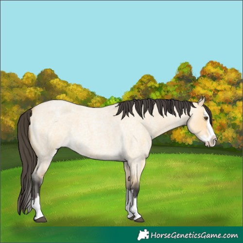 Horse Color:Buckskin Roan Dun Splash