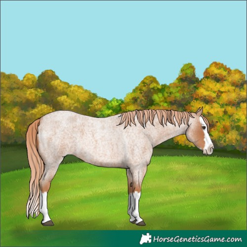 Horse Color:Red Roan Splash 