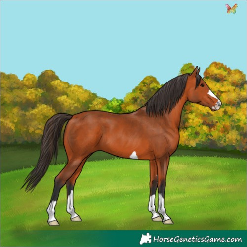 Horse Color:Bay 