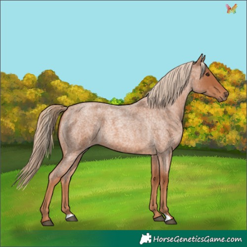 Horse Color:Red Roan