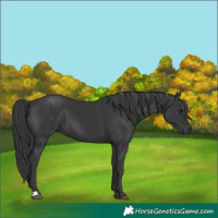 Horse Color:Black 