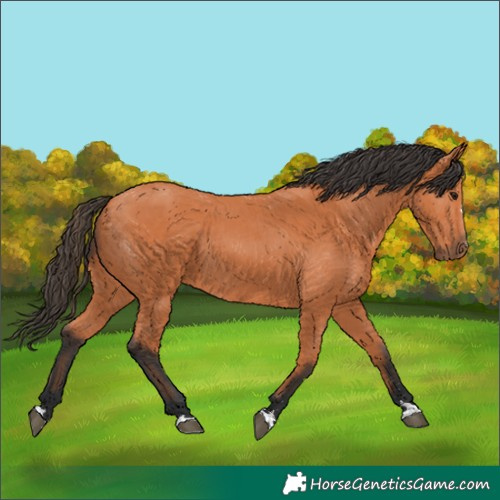 Horse Color:Bay 