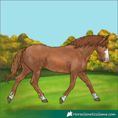 Horse Color:Chestnut 