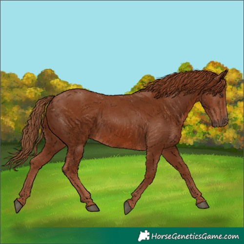 Horse Color:Unknown 