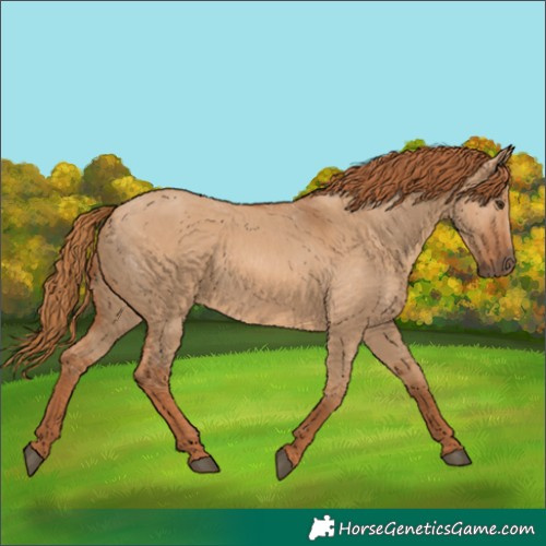 Horse Color:Red Dun 