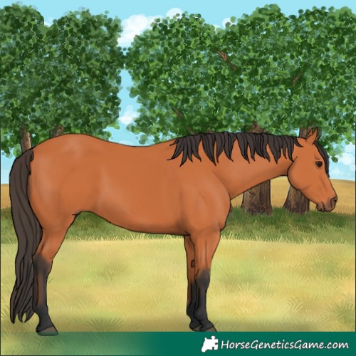 Horse Color:Bay 