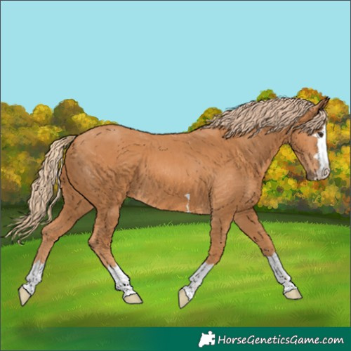 Horse Color:Unknown 