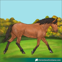 Horse Color:Bay 