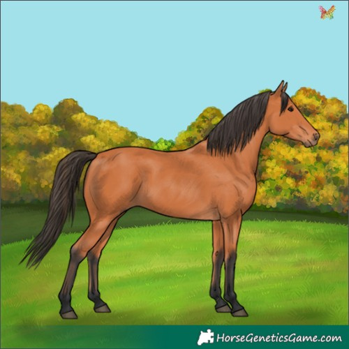Horse Color:Bay 