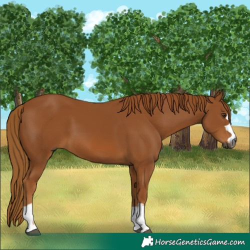 Horse Color:Gray Chestnut 
