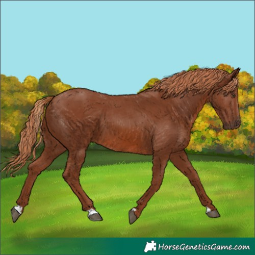 Horse Color:Chestnut 