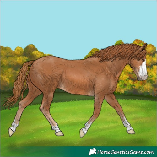 Horse Color:Chestnut 
