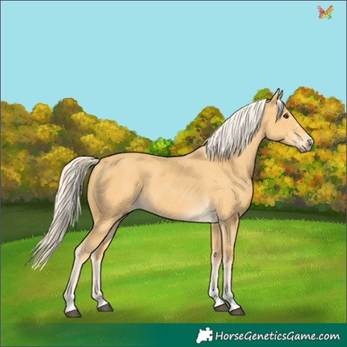 Horse Color:Palomino 