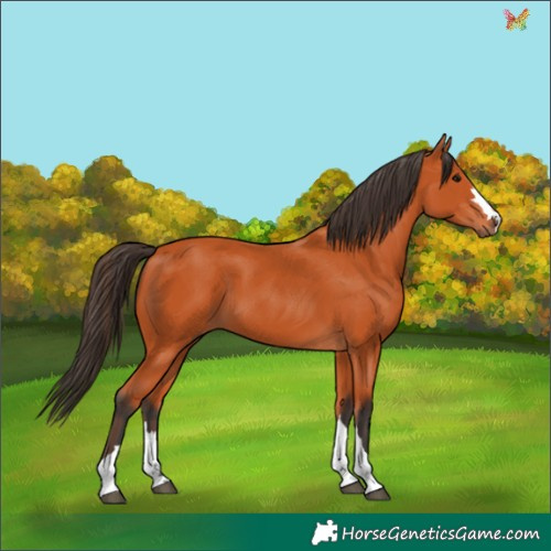 Horse Color:Bay 