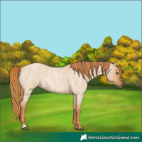 Horse Color:Red Dun Roan