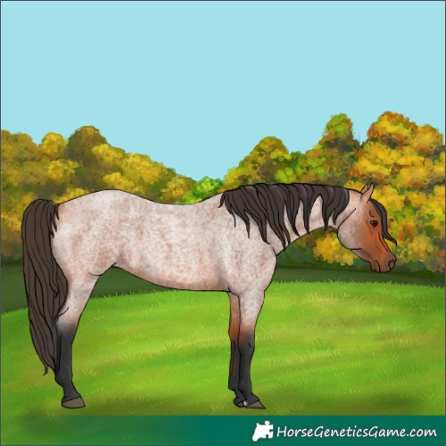 Horse Color:Bay Roan 