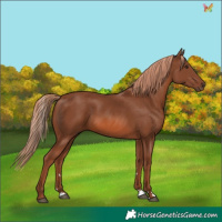 Horse Color:Chestnut 