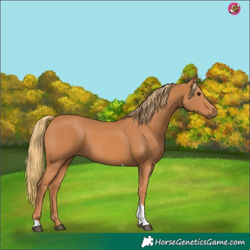 Horse Color:Chestnut Tobiano