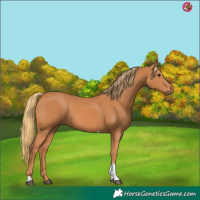 Horse Color:Chestnut Tobiano