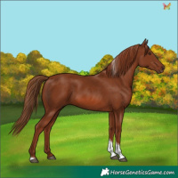 Horse Color:Chestnut Tobiano