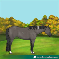 Horse Color:Grullo Tobiano 