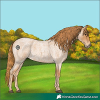 Horse Color:Red Roan 