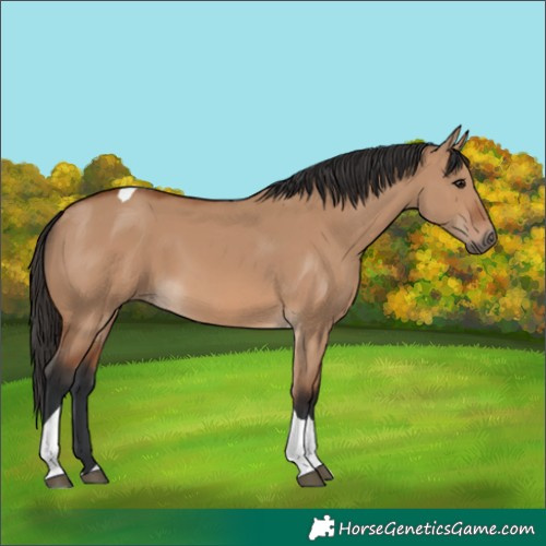 Horse Color:Bay Dun Tobiano 