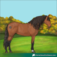 Horse Color:Bay 