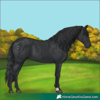 Horse Color:Black 