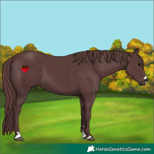 Horse Color:Chocolate Black 