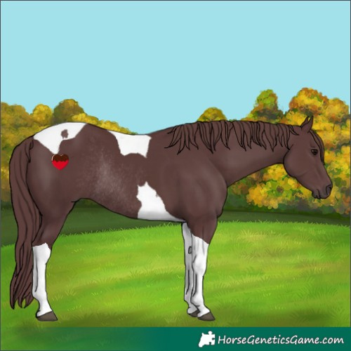 Horse Color:Chocolate Black Tobiano Rabicano 