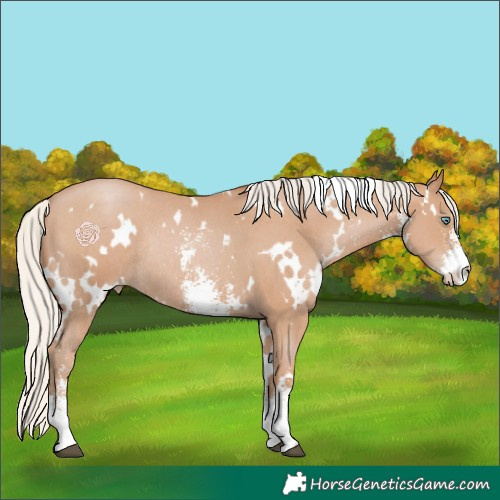 Horse Color:White Spotted Silver Black Pearl Sabino Rabicano 